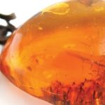 amber jewelry: a conversation piece for creation evidence YORZSXW