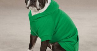 fleece lined dog hoodie by zack u0026 zoey - green with same day shipping IKNFEFY